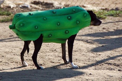 This dog is in a pickle! Dog Halloween Costume Pic Of The Day Pickle Costume, Facts About Dogs, Dogs Eating, In A Pickle, Dog Halloween Costume, Big Dill, Funny Dog Photos, Very Cute Dogs, Dog Halloween Costumes