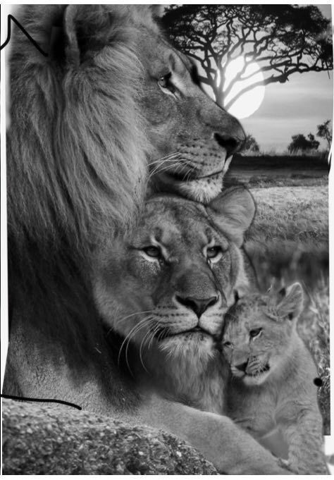 Lion Couple, Black And White Lion, Lion Family, Lion Head Tattoos, Lion Photography, Lion And Lioness, Lion Love, King Lion, Lion Wallpaper