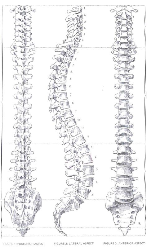 Skeleton Spine Drawing, Back Bone Drawing, Spine Drawing Sketches, Skeleton Spine, Spine Drawing, Spine Anatomy, Human Skeleton Anatomy, Anatomy Bones, Skeleton Anatomy