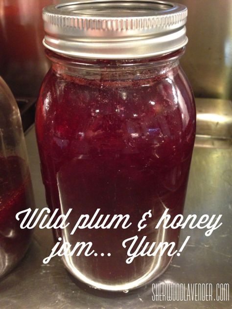 Wild plum and honey jam made from foraged wildcrafted wild plums - homesteading at its best! Wild Plum Jam Recipe, Basic Jam Recipe, Wild Plum Jam, Canning Plums, Plum Butter, Plum Jam Recipes, Food Alternatives, Provident Living, Honey Jam