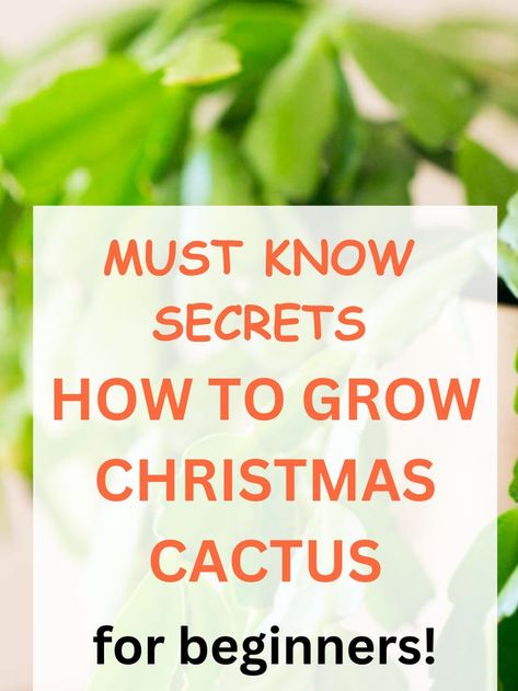 christmas cactus in a pot Caring For Christmas Cactus, How To Take Care Of Christmas Cactus, How To Care For A Christmas Cactus, Christmas Cactus Care Tips, How To Root A Christmas Cactus, Care For Christmas Cactus, Christmas Cactus Care, Christmas Cactus Plant, Easter Cactus