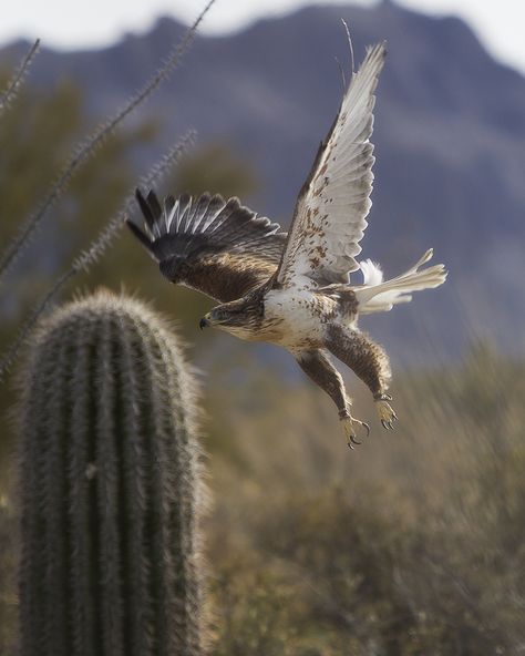 Look Out! | Ferruginous Hawk showing some aerobatic skills at Arizona Sonora Desert Museum.   Jim Grimes Arizona Scenery, Southwest Living, Sonora Desert, Cactus Rose, Living In Arizona, Desert Animals, Vintage Arizona, Desert Living, Desert Life