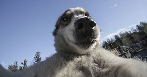 These Doggies Love Taking Selfies More Than You Do | Bored Panda Dog Taking Selfie, Taking Selfie, Funny Selfies, Animal Science, Dog Selfie, Taking Selfies, Husky Dogs, Mans Best Friend, Bored Panda