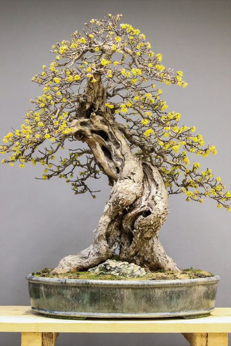 Bonsai Pots Ideas, Bonsai Making, Pots Ideas, Bonsai Tree Types, Bonsai Techniques, Large Indoor Plants, Bonsai Flower, Mini Bonsai, Bonsai Art