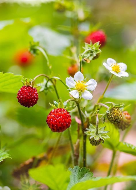 Strawberry Bush, Flower Garden Ideas, Strawberry Flower, Strawberry Plants, Fruit Seeds, Wallpaper Nature Flowers, Container Gardening Vegetables, Strawberry Fruit, Hardy Plants