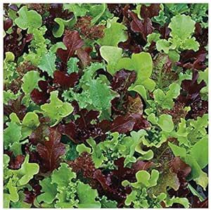 Green Lettuce, Lettuce Seeds, Seed Packaging, Lettuce Leaves, Plant Spacing, Organic Seeds, Heirloom Seeds, Planting Seeds, Fall Harvest