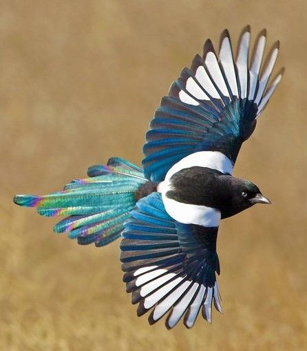 Black-billed Magpie. Seriously beautiful and big! Hoppy and tame like crows. Magpie Tattoo, Dog Rap, Magpie Art, Man Gay, Bird Pictures, Birds Tattoo, Pretty Birds, Bird Photography, In Flight