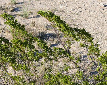 The most common plant in the Northern Chihuahuan Desert is, by far, the Creosote bush. It thrives in nearly every habitat the desert has to offer, and in many areas is one of only two or three spec… Desert Foraging, Astro Herbalism, Creosote Bush, Foraging Guide, Chihuahuan Desert, Natural Medicines, Wild Foraging, Homestead Farm, Medical Knowledge