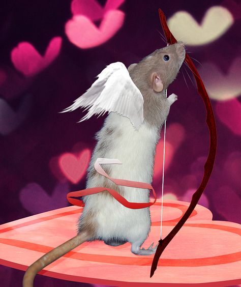 Holiday Challenge: Valentine's Day Feb. 14th Cupid zoey Feb 14th, Holiday Challenge, Crossbow, Rats, Valentine's Day, Valentines Day, Photoshop, Angel, Valentines