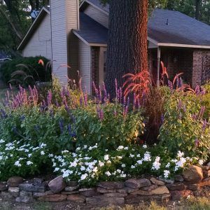 Why I Love Mystic Spires Salvia - The Good Earth Garden Center Salvias In The Garden, Salvia Mystic Spires, Salvia Garden, Front Flower Beds, Drought Tolerant Perennials, Fountain Grass, Dallas Arboretum, Good Earth, Bedding Plants