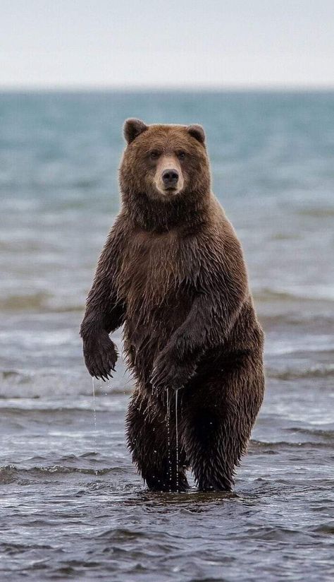 Kodiak Brown Bear, Photo Ours, Kodiak Bear, Brown Bears, Bear Photos, Bear Head, Trending Pins, Bear Pictures, We Bear