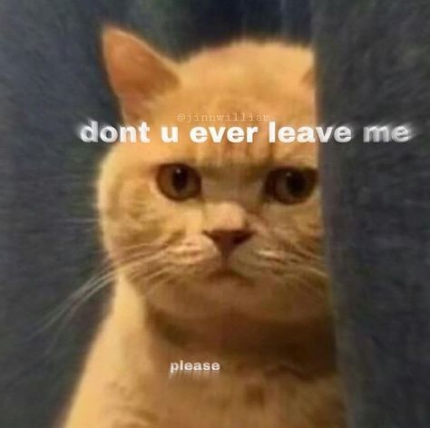 Cute don’t ever leave me memes cat meme please don’t leave me Cute Cat Memes, Koci Humor, Cute Love Memes, Funny Reaction Pictures, Funny Animal Memes, Cute Memes, Wholesome Memes, Love Memes