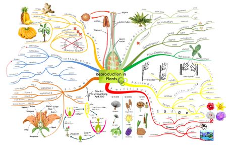 Create your own Mind Maps -Reproduction in Plants Mind Maps Concept Map Science, Science Experiments For Teens, Grade 11 Biology, Cellular Respiration Activities, Photosynthesis Projects, Photosynthesis Lab, Reproduction In Plants, Elementary Science Lessons, Best Mind Map