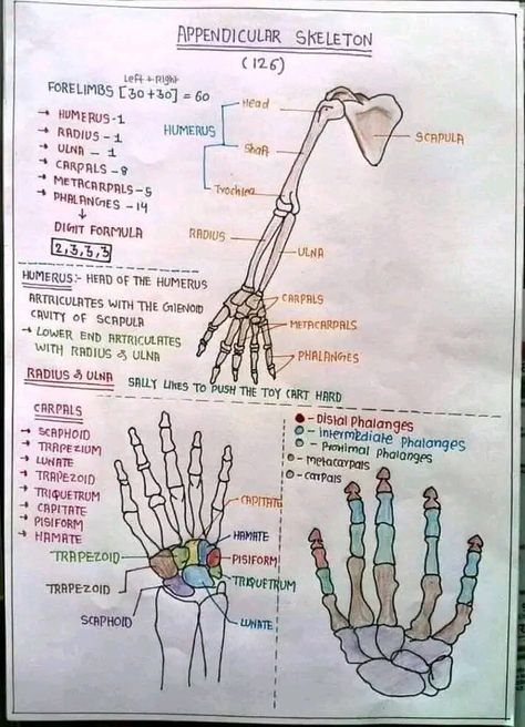 Anatomy Notes Skeletal System, Skeleton Diagram Anatomy, Anatomy Help Study, Anatomy And Physiology Notes Study, Bones Diagram, Skeletal Muscle Anatomy, Skeletal System Anatomy, Muscular System Anatomy, Skeleton System