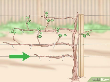 Grape Growing Trellis, Grape Vine Pruning, Grape Vine Trellis, Growing Grapes In Backyard, Grapevine Growing, Grape Vine Plant, Training Vines, Plant Training, Grape Arbor