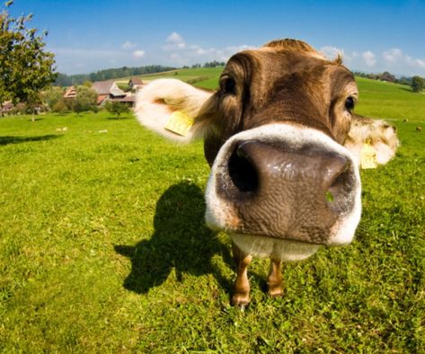 Did a cow invent the doughnut? Funny Cow Pictures, Pet Cows, Cow Wallpaper, Cow Pictures, Pocket Pet, Cows Funny, A Cow, Cute Funny Animals, Funny Faces