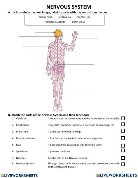 Nervous system online activity for 7. You can do the exercises online or download the worksheet as pdf. Nervous System Exercise, Nervous System Activities For Kids, Nervous System Worksheet, Nervous System Projects, Sterile Processing, Nervous System Activities, Worksheets For Grade 3, Peripheral Nervous System, Wave Crochet