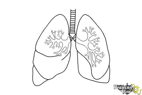 Print this page - DrawingNow Respiratory System Drawing Easy, Draw Lungs, Lungs Drawing, Lungs Art, Drawing Steps, Beginner Sketches, Drawing Lessons For Kids, Drawing Lesson, Hand Embroidery Projects