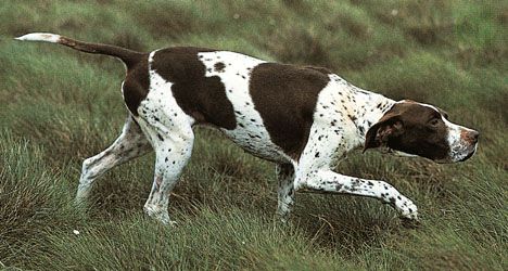 pointer | breed of dog | Britannica.com English Pointer Dog, Upland Bird Hunting, Hunting Dogs Breeds, Gsp Puppies, Athletic Dogs, German Shorthair Pointer, Shorthair Pointer, German Shorthaired Pointer Dog, English Pointer