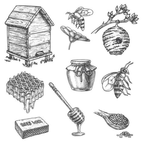 Honeycombs Drawings, Honey Illustration, Bee Sketch, Sketch Icon, Bee Illustration, Bee Photo, Honey Dipper, Vintage Bee, Bee Tattoo