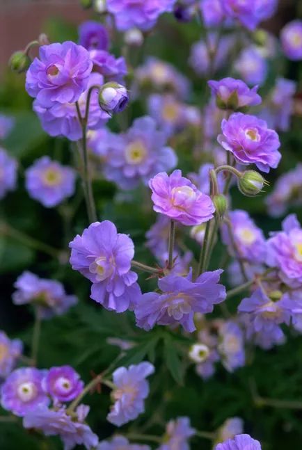 16 Eye-Catching Varieties of Hardy Geranium Geranium Care, Geraniums Garden, Cranesbill Geranium, Summer Skies, Hardy Geranium, Rock Garden Plants, Geranium Flower, Perennial Flowers, Fall Planters