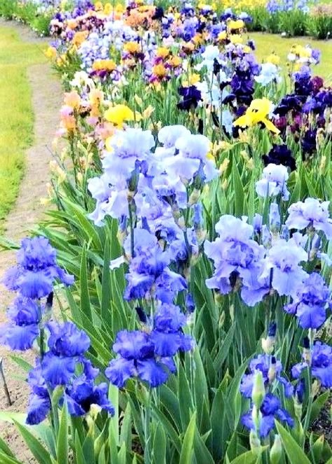 Iris And Rose Garden, Homestead Plans, Iris Flowers Garden, Cottage Landscaping, Fairy Garden Cottage, Iris Garden, Cottage Gardens, Garden Tool Set, Wildflower Garden