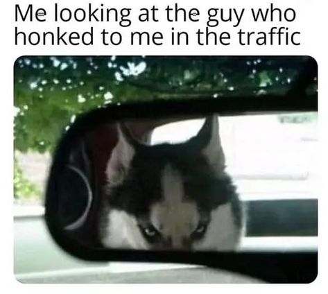 They say Huskies are so friendly, Huskies are so cute, Huskies are so funny… Husky Humor, Funny Animals With Captions, Husky Funny, Funny Jokes To Tell, Dog Quotes Funny, Funny Pictures With Captions, Dogs Funny, Funny Dog Memes, Unusual Animals