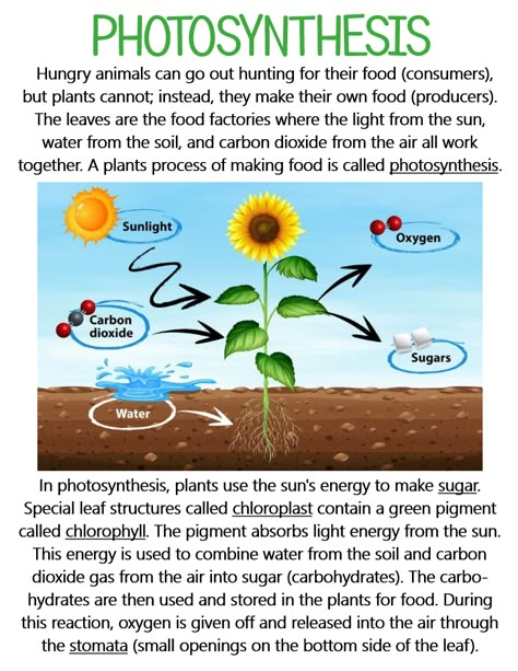 Basic Science For Kids, Photosynthesis Anchor Chart, Photosynthesis Notes, Photosynthesis Worksheet, Teaching Plants, Plant Physiology, Science Anchor Charts, Homeschool Nature Study, Basic Physics