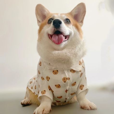 Corgi In Clothes, Corgi Clothes, Dog Wearing Clothes, Wearing Clothes, The Trend, Pet, Dogs, How To Wear, Quick Saves