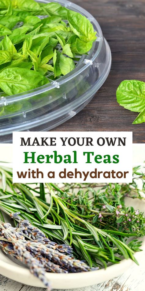 Instead of always buying your herbal teas, why not try making your own? You can use a food dehydrator to dry fresh herbs and then store them in airtight jars. Make your own healthy herbal tea blends and use them for cooking! Drying Herbs For Tea, Herb Dehydrator, Dehydrator Herbs, Food Dehydrator Ideas, Make Your Own Herbal Tea, Dry Fresh Herbs, 1950s Farmhouse, Dehydrated Recipes, Best Food Dehydrator