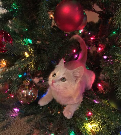 Christmas Tree Cat, Tree Cat, Pictures Of Cats, Cat Pfp, Christmas Kitten, Silly Cats Pictures, Silly Animals, Noel Christmas, Silly Cats