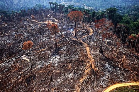 Governo suspende o combate ao desmatamento na Amazônia Grand Canyon, Country Roads, Trees, Natural Landmarks, Road, Water, Travel, Nature