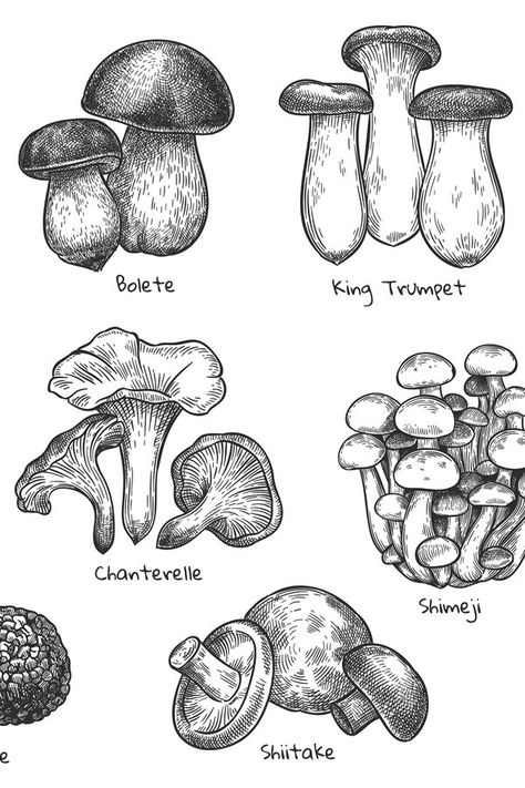 #mushroom #sketch #drawing Edible Mushroom Drawing, Giant Mushroom Drawing, Types Of Mushrooms Drawing, Sketched Mushrooms, Mushroom Drawing Reference, Mushroom Body Drawing, Creepy Mushroom Drawing, Morel Mushroom Drawing, Mushroom Art Drawing Sketch