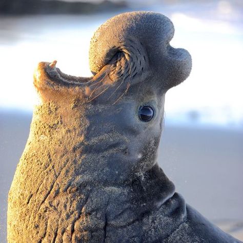 Environmental, social changes shift how elephant seals communicate Elephant Seals, Male Elephant, North American Animals, Sea Mammal, Elephant Seal, Voice Recognition, Incredible Creatures, Sea Lion, Ocean Creatures