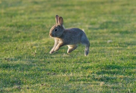 Bunny hopping ✿⊱╮ Bunny Lady, Bunny Stuff, Cute Bunny Pictures, Dog Pics, Fluffy Bunny, Bunny Pictures, Pet Bunny, All Things Cute, 귀여운 동물