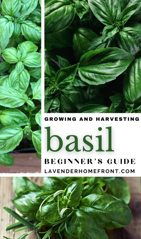 growing basil and harvesting basil Harvest Basil, Basil Growing, Plant Advice, Spring Vegetable Garden, Harvesting Basil, Growing Seedlings, Organic Plant Food, Mosquito Spray, Seedling Pots