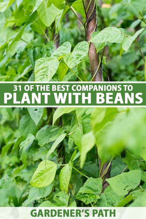 Beans are an easy-to-grow, no-brainer garden crop. But you might wonder which companion plants can help this legume repel pests, offer support, keep weeds at bay, or increase your yield. To discover 31 of the best plant partners for beans, read more now at Gardener’s Path. #beans #companionplants #gardenerspath Bean Companion Plants, Planting Green Beans, Allotment Inspiration, Herb Companion Planting, Bean Garden, Planting Chart, Bee Yard, Growing Green Beans, Growing Beans