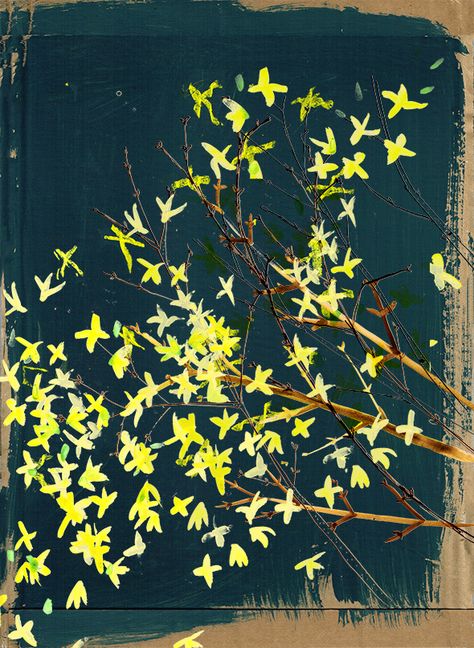 Forsythia Illustration, Forsythia Painting, Laura Mckendry, Lovely Drawings, Heart Mixed Media, Color Guide, Lemon Tree, Artist Gallery, Prints Art