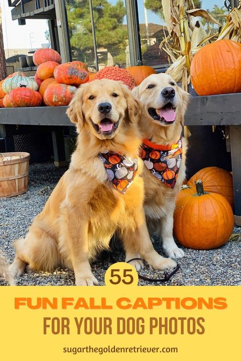 Fall season is a fun time to take photos of your dog. Here are 55 + captions / quotes you can use to share your #fallseason #dogphotos - #fallcaptions #instagramfallcaptions #goldenretrievers Dog Treat Instagram Captions, Fall Dog Sayings, Dog Halloween Sayings, Fall Dog Instagram Captions, Halloween Dog Quotes, Fall Dog Photoshoot, Fall Dog Pictures, Dog Thanksgiving Pictures, Fall Dog Photos