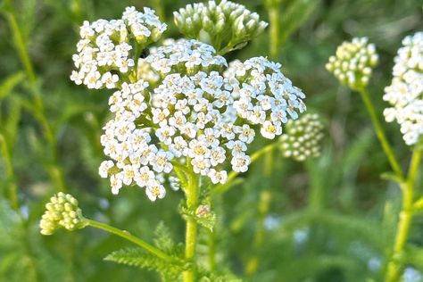 Yarrow Tea, Herbal Teas Recipes, Tea Recipe, Ginger Tea, Fresh Ingredients, Tea Infuser, Holistic Wellness, 2 Ingredients, Tea Recipes