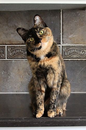 Maddie Cuddly Cats, Tortoise Shell Cat, Calico Cat, Domestic Cat, Cat Adoption, Beautiful Cat, Cats Meow, Pretty Cats, Beautiful Cats