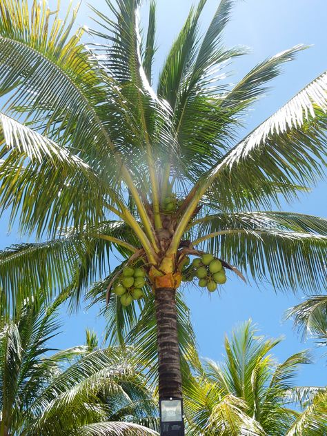 Coconuts! Coconuts! We could live on fresh coconuts!!! Photo Credit: Gina Colella Palm Tree Coconut, Beach Rainbow, Painting Birds, Ufo Art, Calm Mind, Beach Images, Coconut Tree, Island Girl, Visual Representation