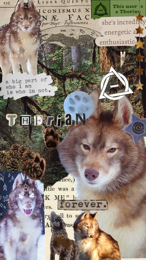 Brown agouti Siberian Husky✯#therian#therianthropy #therianwallpaper #therianthrope #therianhusky Agouti Siberian Husky, Agouti Husky, Mask Ideas, Maybe In Another Life, In Another Life, Siberian Husky, Husky, Honey, Mask