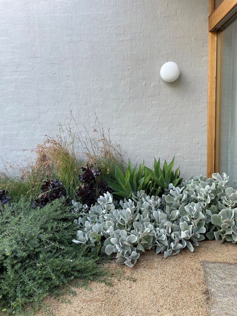 Shaded Courtyard Garden Ideas, Front Garden Ideas Australian, Succulents Landscaping, Australian Garden Design, Native Gardens, Australian Native Garden, Front Garden Design, Minimalist Garden, Dry Garden