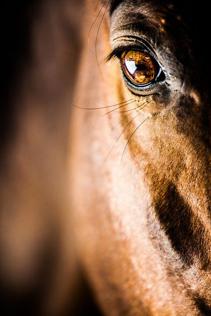 untitled | Bret St.Clair | Flickr Majestic Horse, All The Pretty Horses, Horse Crazy, Equine Photography, Horse Photos, Pretty Horses, Horse Photography, Horse Pictures, Horse Love