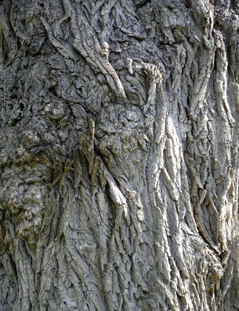 willow bark Willow Bark, Willow Tree, Tree Bark, Patterns In Nature, Textures Patterns, Herbs, Trees, Texture, Pattern