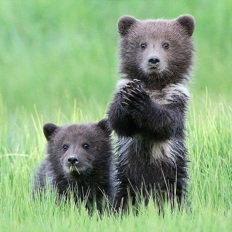 Alaskan Wilderness, Dekoratívne Vence, Regnul Animal, Brown Bears, Bear Cubs, Grizzly Bear, Cute Animal Pictures, Wild Life, Cute Creatures