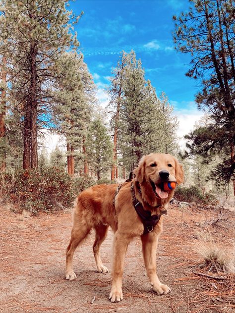 Golden Retriever Travel, Family Dog Aesthetic, Golden Retriever Hiking, Dog Trainer Aesthetic, Dog Walking Aesthetic, Golden Retriever Aesthetic, Mum Goals, Family Dog Photos, Oregon Aesthetic