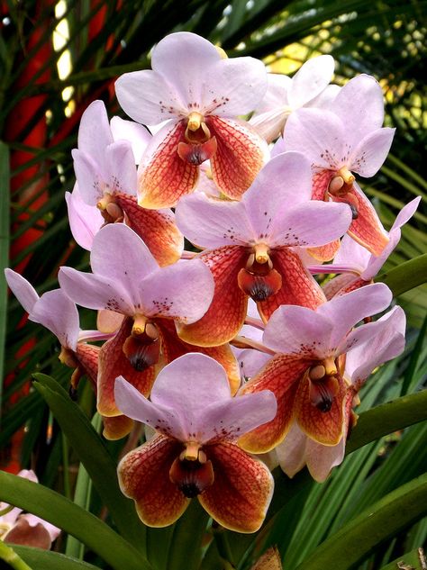 Waling Waling Orchid Philippines, Philippine Flowers, Kadayawan Festival, Peaceful Aesthetic, Stage Designs, Orchid Tattoo, Tropical Painting, Davao City, Exotic Orchids