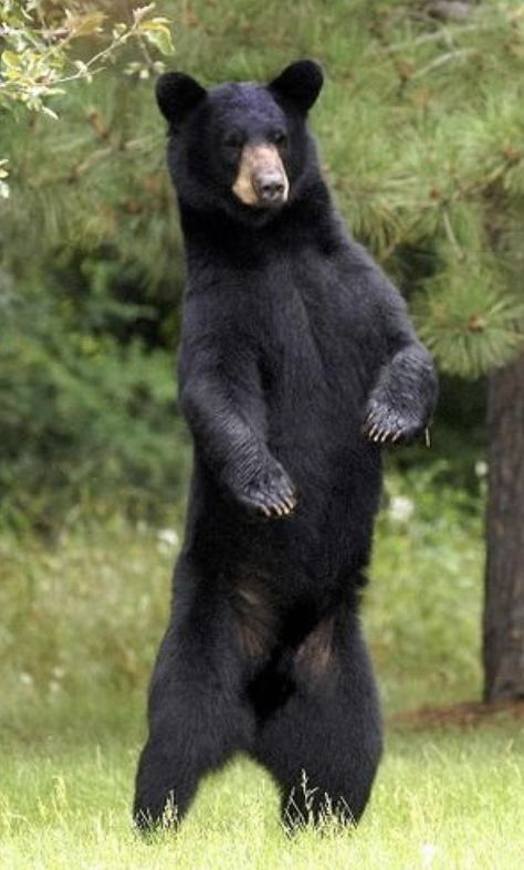 Anime Animals Wallpaper, Bears Sitting, Tattoo Bear, Bill And Ted, American Black Bear, Funny Animals With Captions, Bear Hunting, Bear Tattoos, Wild Animals Pictures